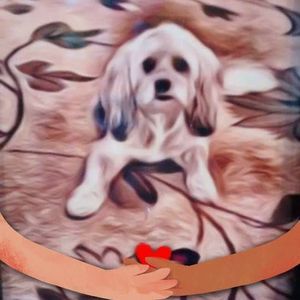 Meet your Posher, Ann